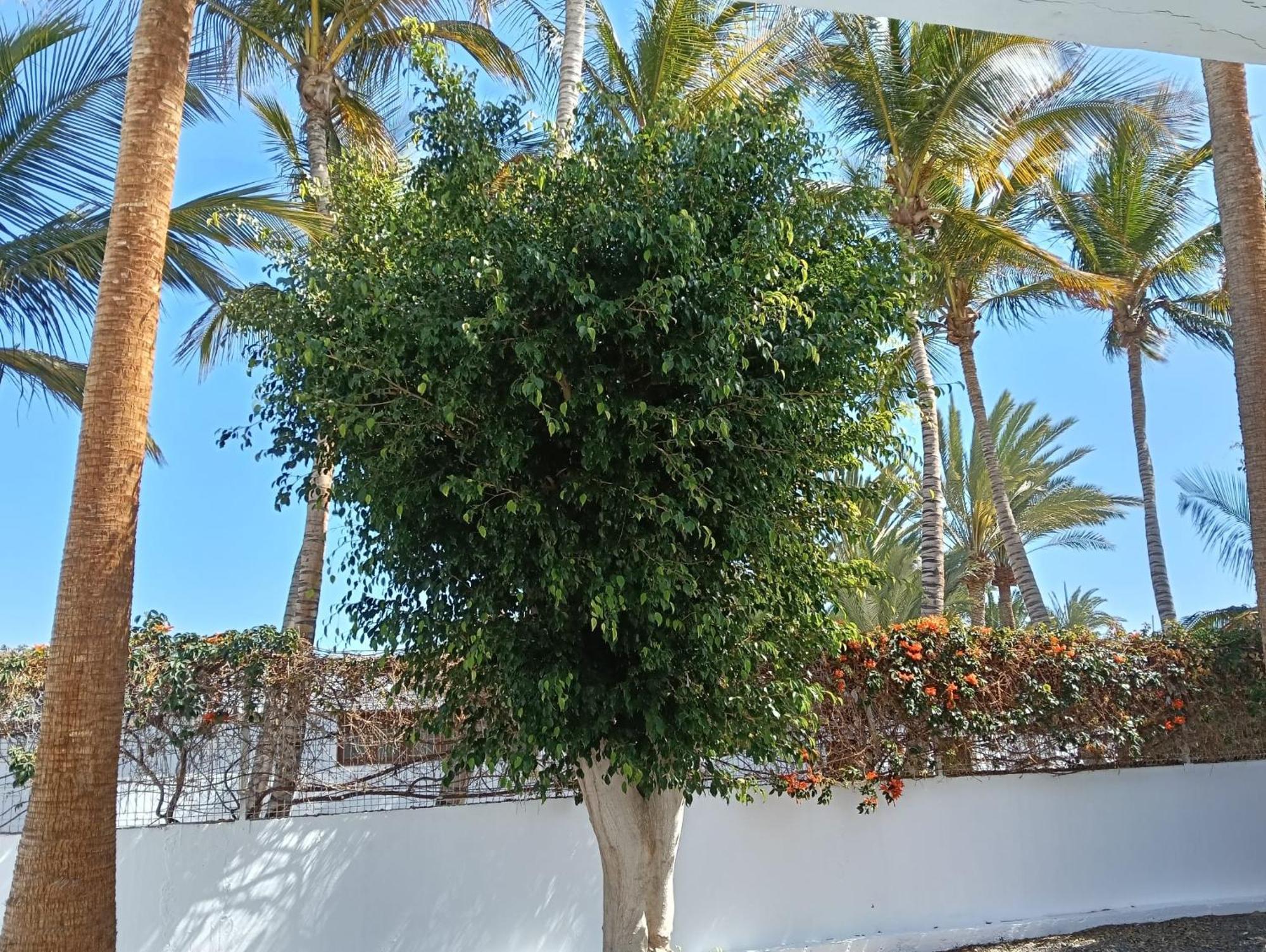 Appartamento Las Palmas 塔拉哈勒赫 外观 照片
